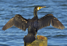 Juridische Adviescommissie